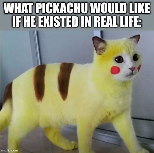 Pickachu | WHAT PICKACHU WOULD LIKE IF HE EXISTED IN REAL LIFE: | image tagged in pikachu | made w/ Imgflip meme maker