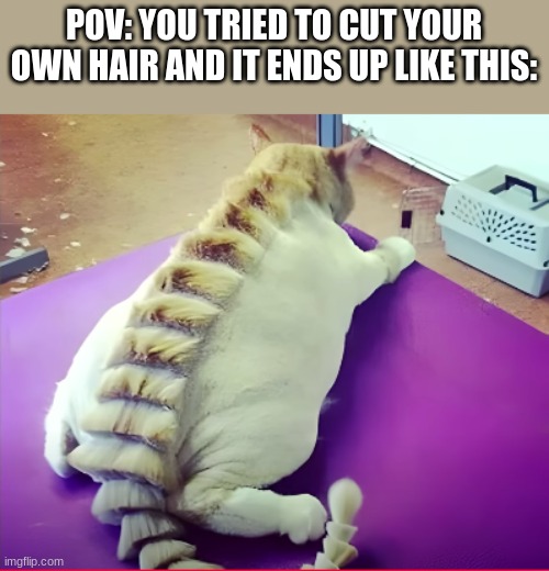 Bad Haircut | POV: YOU TRIED TO CUT YOUR OWN HAIR AND IT ENDS UP LIKE THIS: | image tagged in bad haircut | made w/ Imgflip meme maker