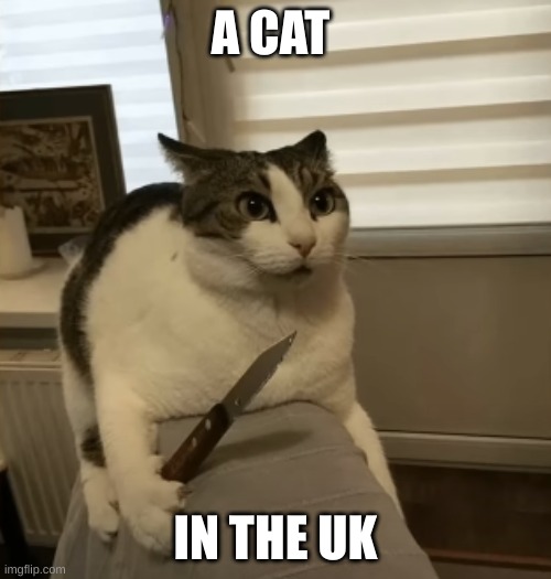 Cat with a knife | A CAT; IN THE UK | image tagged in cat with a knife | made w/ Imgflip meme maker