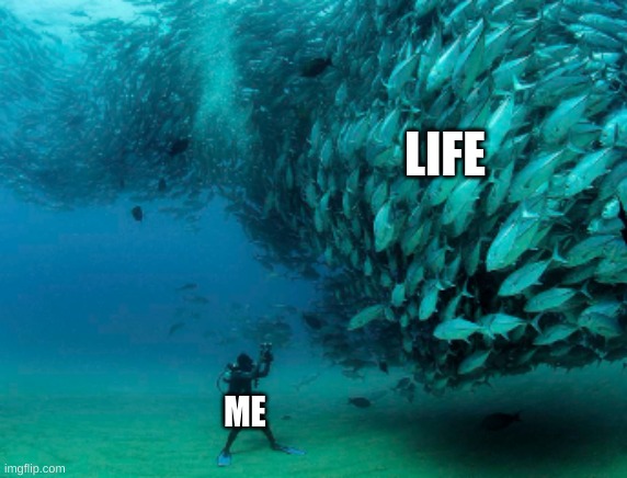 Swarm of fish meme | LIFE; ME | image tagged in dank memes,so true memes | made w/ Imgflip meme maker