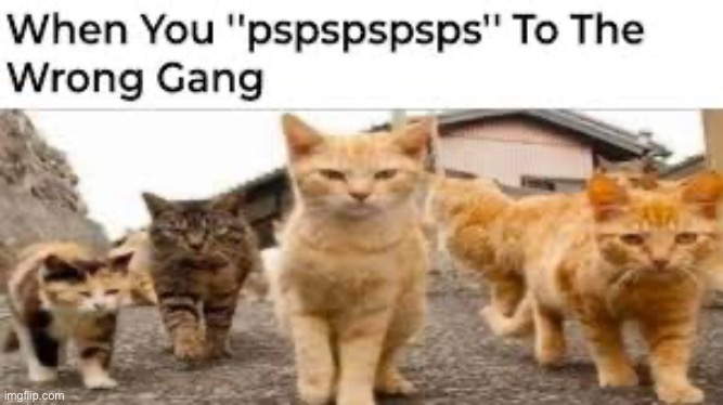 The cat gang | image tagged in memes,funny,cats | made w/ Imgflip meme maker