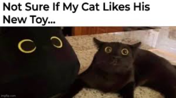 Two think alike | image tagged in memes,funny,cats | made w/ Imgflip meme maker