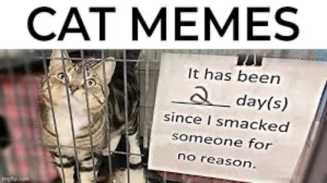 Cats are very silly creatures | image tagged in memes,cats | made w/ Imgflip meme maker