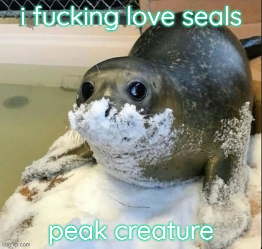 la cocaina | i fucking love seals; peak creature | image tagged in la cocaina | made w/ Imgflip meme maker