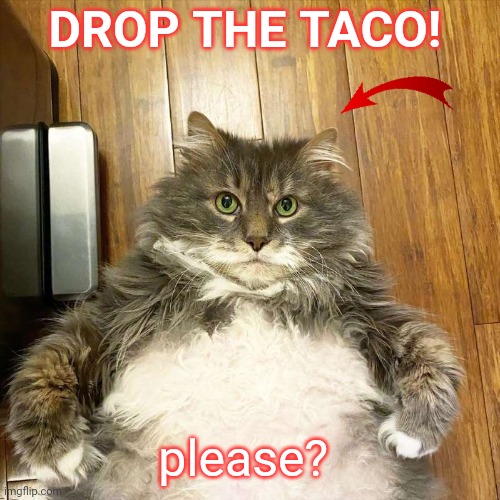 Big Fat Tabby Cat | DROP THE TACO! please? | image tagged in big fat tabby cat | made w/ Imgflip meme maker