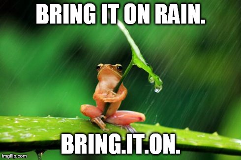 BRING IT ON RAIN. BRING.IT.ON. | image tagged in no fucks frog,AdviceAnimals | made w/ Imgflip meme maker