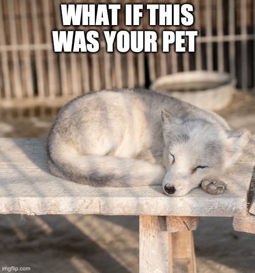 What if this was your pet | WHAT IF THIS WAS YOUR PET | image tagged in pets | made w/ Imgflip meme maker