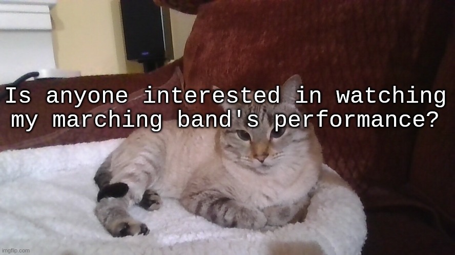 judging cat (it's my cat) | Is anyone interested in watching my marching band's performance? | image tagged in judging cat it's my cat | made w/ Imgflip meme maker