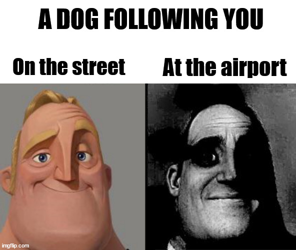 A dog following you | A DOG FOLLOWING YOU; On the street; At the airport | image tagged in traumatized mr incredible | made w/ Imgflip meme maker