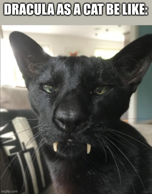 Dracula as a cat | DRACULA AS A CAT BE LIKE: | image tagged in dracula as a cat | made w/ Imgflip meme maker