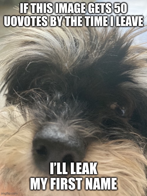 My dumbass dog | IF THIS IMAGE GETS 50 UOVOTES BY THE TIME I LEAVE; I’LL LEAK MY FIRST NAME | image tagged in my dumbass dog | made w/ Imgflip meme maker