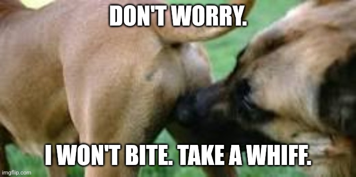 If it smells like sh.......... then it must be sh........... | DON'T WORRY. I WON'T BITE. TAKE A WHIFF. | image tagged in if it smells like sh then it must be sh | made w/ Imgflip meme maker