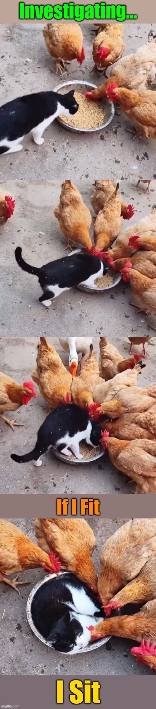 Wait for it | Investigating... If I Fit; I Sit | image tagged in memes,cats,animals,chickens,if i fit i sit | made w/ Imgflip meme maker