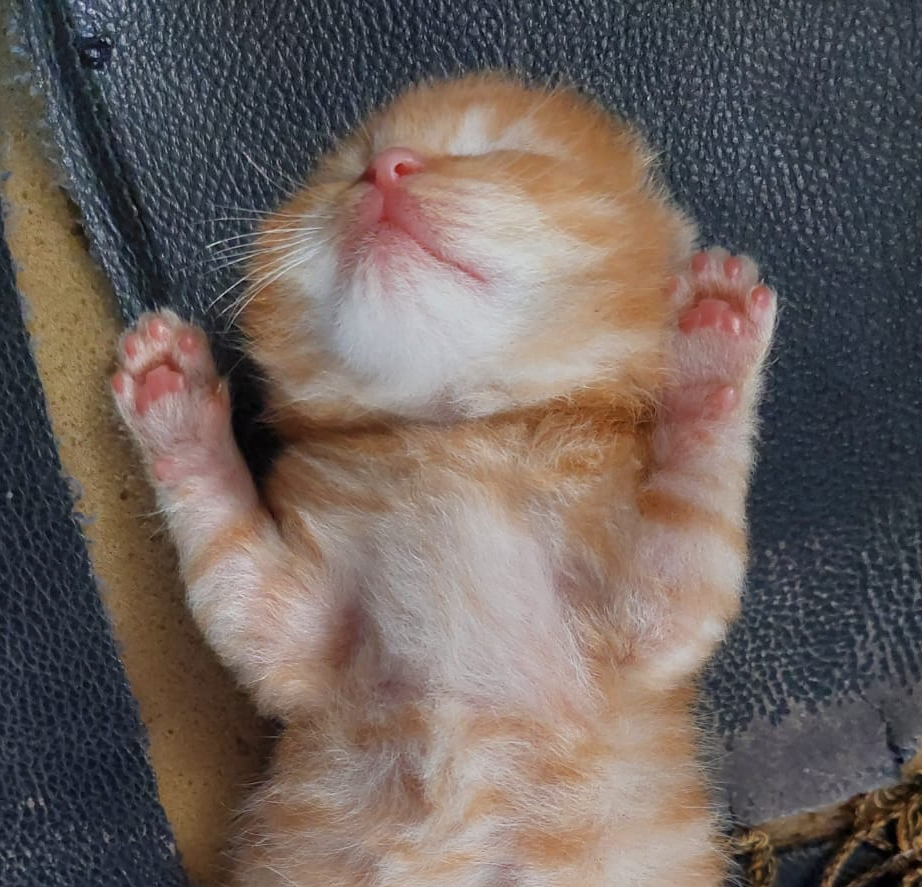 Cat absolute cinema Blank Meme Template