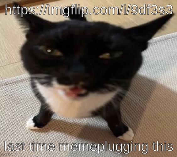 https://imgflip.com/i/9df3s3 | https://imgflip.com/i/9df3s3; last time memeplugging this | image tagged in cat of anger | made w/ Imgflip meme maker