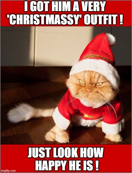 It's That Time Of Year Again ! | I GOT HIM A VERY 'CHRISTMASSY' OUTFIT ! JUST LOOK HOW
 HAPPY HE IS ! | image tagged in cats,christmas,costume,unimpressed | made w/ Imgflip meme maker