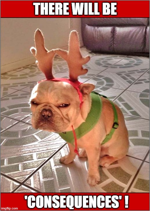 That Look ! | THERE WILL BE; 'CONSEQUENCES' ! | image tagged in dogs,christmas,costume,unimpressed | made w/ Imgflip meme maker