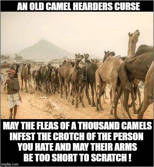 This Just Made Me Smile ! | AN OLD CAMEL HEARDERS CURSE; MAY THE FLEAS OF A THOUSAND CAMELS
INFEST THE CROTCH OF THE PERSON 
YOU HATE AND MAY THEIR ARMS
BE TOO SHORT TO SCRATCH ! | image tagged in camels,fleas,curse,dark humour | made w/ Imgflip meme maker