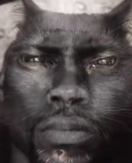 Kevin hart cat Blank Meme Template