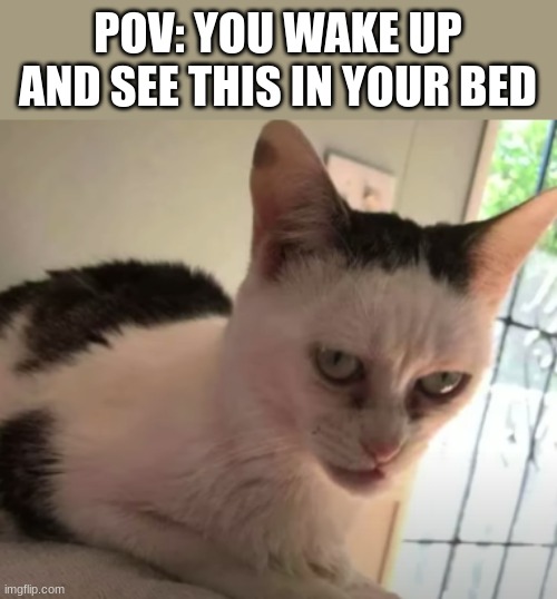 This in your bed | POV: YOU WAKE UP AND SEE THIS IN YOUR BED | image tagged in this in your bed | made w/ Imgflip meme maker