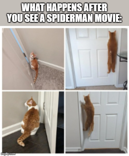 Spider Cat | WHAT HAPPENS AFTER YOU SEE A SPIDERMAN MOVIE: | image tagged in spider cat | made w/ Imgflip meme maker