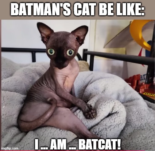 Batman's Cat | BATMAN'S CAT BE LIKE:; I ... AM ... BATCAT! | image tagged in batman's cat | made w/ Imgflip meme maker