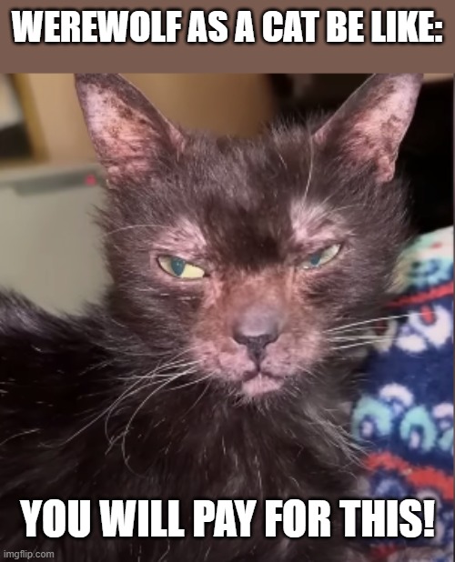 Werewolf as a Cat | WEREWOLF AS A CAT BE LIKE:; YOU WILL PAY FOR THIS! | image tagged in werewolf as a cat | made w/ Imgflip meme maker