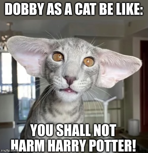 Dobby as a cat | DOBBY AS A CAT BE LIKE:; YOU SHALL NOT HARM HARRY POTTER! | image tagged in dobby as a cat | made w/ Imgflip meme maker