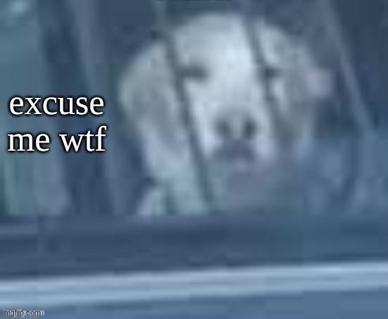 excuse me wtf dog | image tagged in excuse me wtf dog | made w/ Imgflip meme maker