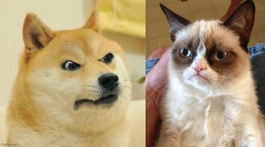 image tagged in angry doge,memes,grumpy cat | made w/ Imgflip meme maker