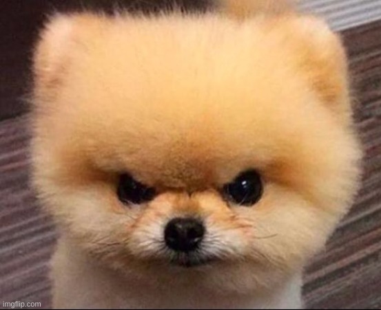 cute angry dog | image tagged in cute angry dog | made w/ Imgflip meme maker