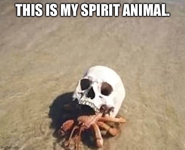 Malevolent spirits are restless tonight | THIS IS MY SPIRIT ANIMAL. | image tagged in hermit crab | made w/ Imgflip meme maker