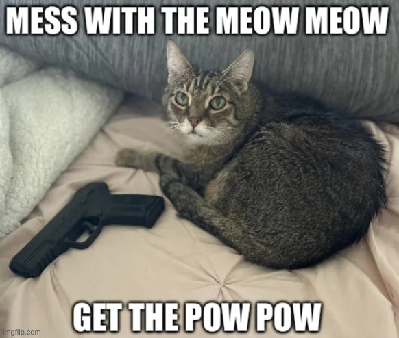 meow meow pow pow | image tagged in gun,cats,meme | made w/ Imgflip meme maker