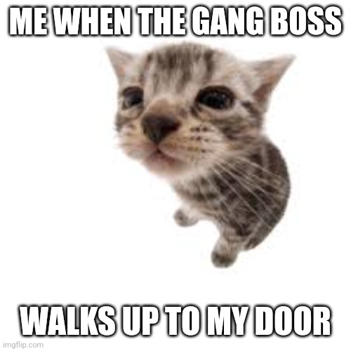 gang boss | ME WHEN THE GANG BOSS; WALKS UP TO MY DOOR | image tagged in silly cat | made w/ Imgflip meme maker