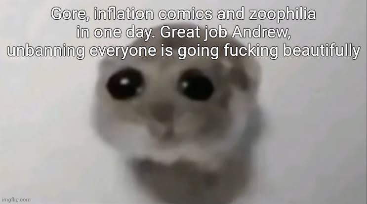 Sad Hamster | Gore, inflation comics and zoophilia in one day. Great job Andrew, unbanning everyone is going fucking beautifully | image tagged in sad hamster | made w/ Imgflip meme maker