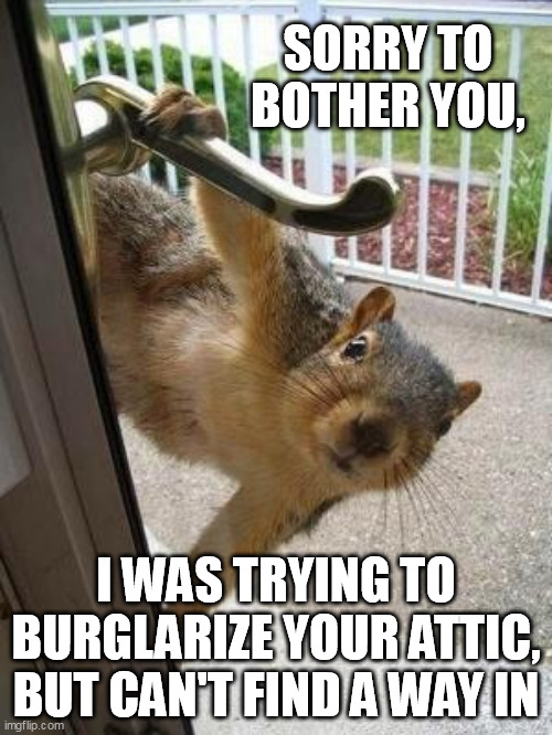 Squatter Squirrel | SORRY TO BOTHER YOU, I WAS TRYING TO BURGLARIZE YOUR ATTIC, BUT CAN'T FIND A WAY IN | image tagged in squirrel | made w/ Imgflip meme maker