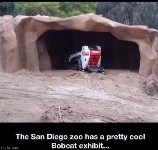 Zoo | image tagged in zoo,cat,cats | made w/ Imgflip meme maker