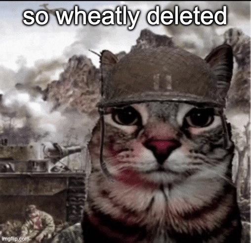 Thousand yard stare cat | so wheatly deleted | image tagged in thousand yard stare cat | made w/ Imgflip meme maker
