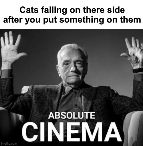 Cats are silly | Cats falling on there side after you put something on them | image tagged in absolute cinema | made w/ Imgflip meme maker