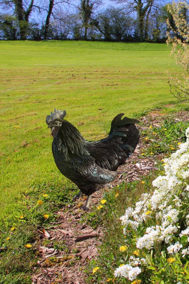 Cockerel Blank Meme Template