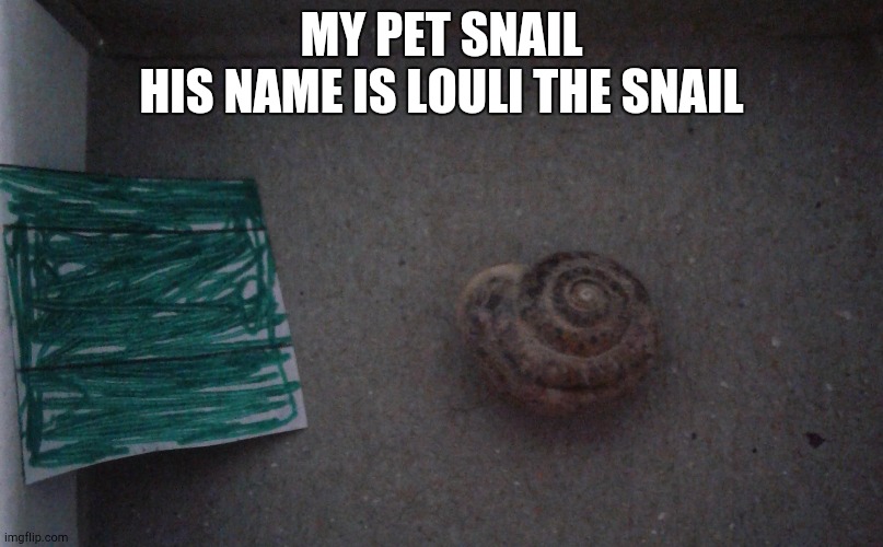 My pet snail | MY PET SNAIL
HIS NAME IS LOULI THE SNAIL | image tagged in snail,pets,baby | made w/ Imgflip meme maker