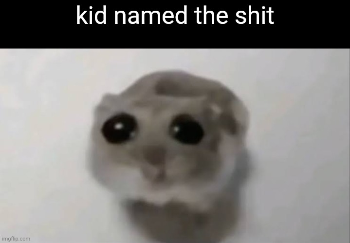 Sad Hamster | kid named the shit | image tagged in sad hamster | made w/ Imgflip meme maker