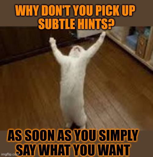 This #lolcat wonders why hoo-mens are so bad at communicating | WHY DON'T YOU PICK UP 
SUBTLE HINTS? AS SOON AS YOU SIMPLY 
SAY WHAT YOU WANT | image tagged in communication,lolcat | made w/ Imgflip meme maker