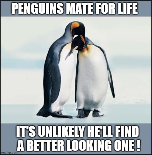 Female Penguins All Look The Same | PENGUINS MATE FOR LIFE; IT'S UNLIKELY HE'LL FIND
 A BETTER LOOKING ONE ! | image tagged in penguins,identical | made w/ Imgflip meme maker