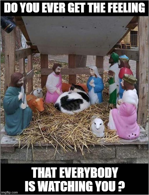 Cat Worship | DO YOU EVER GET THE FEELING; THAT EVERYBODY IS WATCHING YOU ? | image tagged in cats,nativity,worship,watching | made w/ Imgflip meme maker