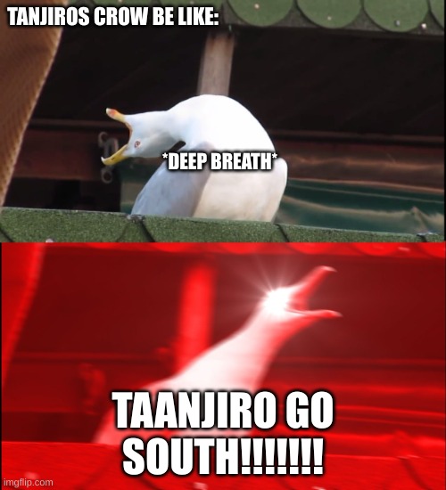 Screaming bird | TANJIROS CROW BE LIKE:; *DEEP BREATH*; TAANJIRO GO SOUTH!!!!!!! | image tagged in screaming bird | made w/ Imgflip meme maker