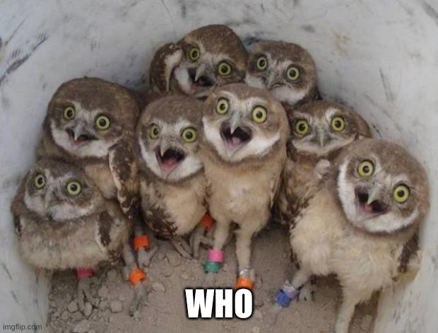 Excited Owls | WHO | image tagged in excited owls | made w/ Imgflip meme maker