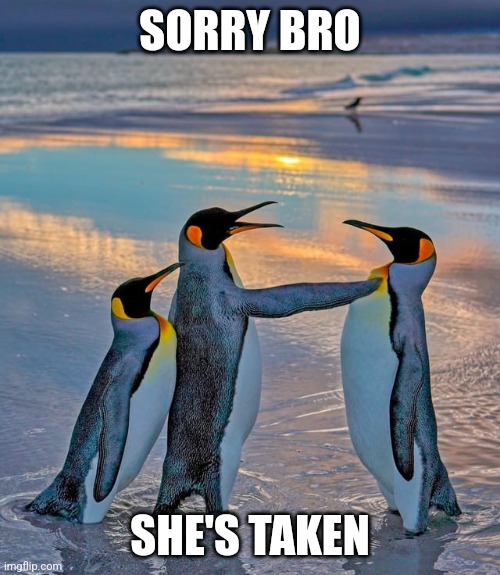 SORRY BRO; SHE'S TAKEN | made w/ Imgflip meme maker