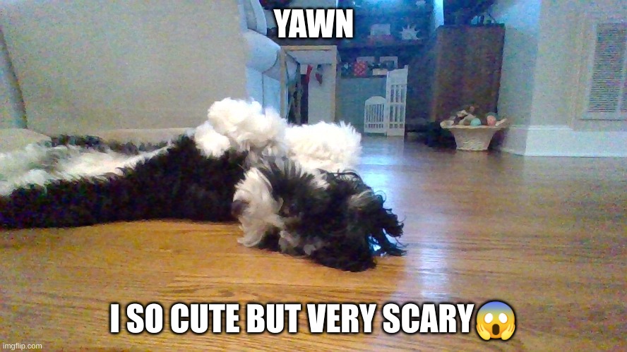 doge | YAWN; I SO CUTE BUT VERY SCARY😱 | image tagged in doge be like,ha ha | made w/ Imgflip meme maker