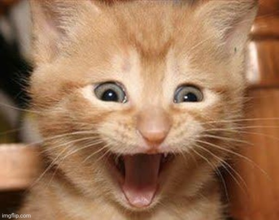 Excited Cat Meme | image tagged in memes,excited cat | made w/ Imgflip meme maker